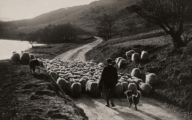 A Man Herds Sheep With The Help Of His Collies In Scotland, 1919