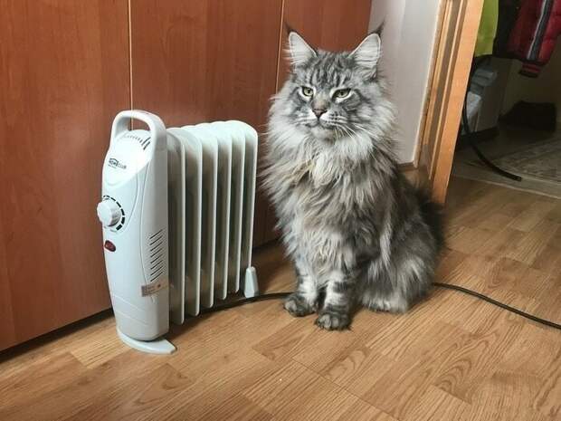17 фотографий животных, которые на своём примере показывают, что размеры познаются в сравнении