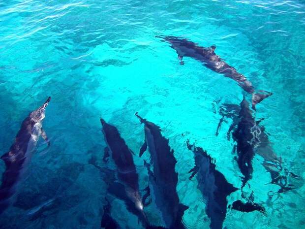 Дельфины, спасшие серфингиста от акулы героизм, животные
