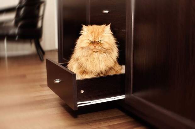 гарфи самый суровый и зловещий персидский рыжий кот (11)