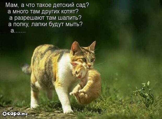 Позитивные котэ (29.05.15)