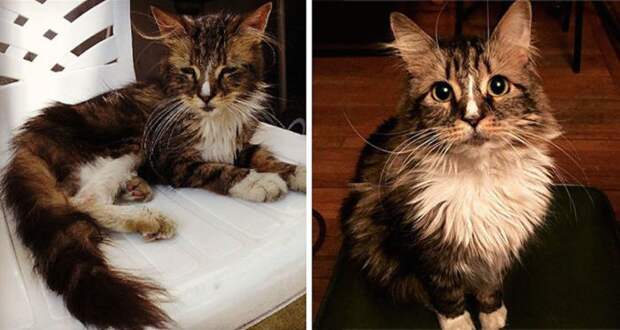 Подборка фотографий спасенных кошек животные, коты