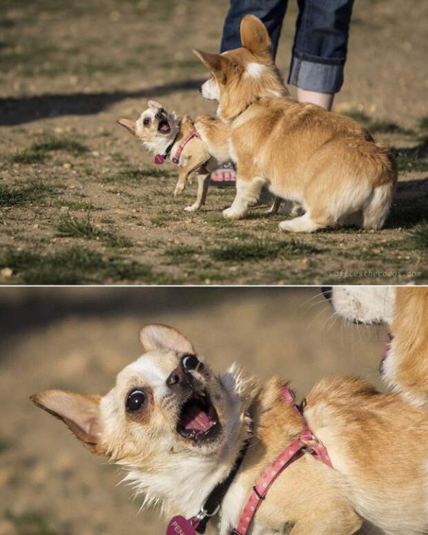 Собаки, которые просто в шоке от происходящего прикольные фото, собаке в шоке
