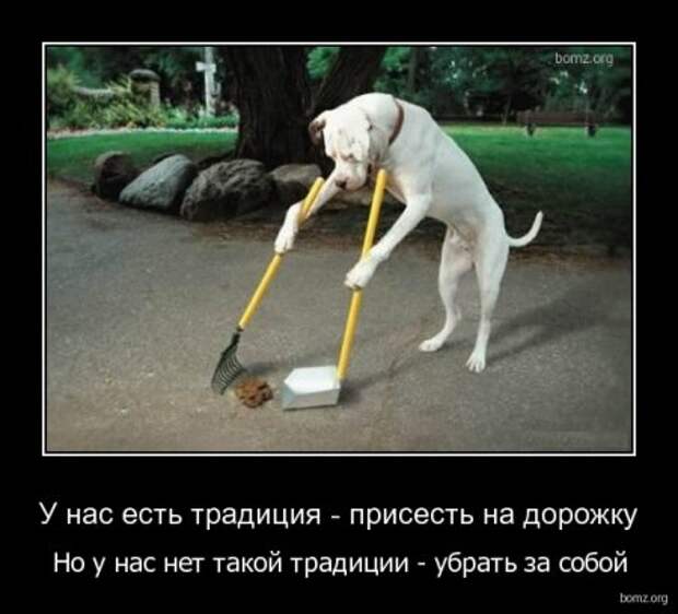 Прикольные демотиваторы для поднятия настроения!