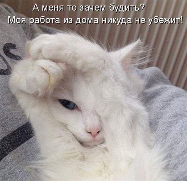 Прикольные коты  (65 фото)