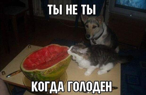 Фразы в картинках. Классные приколы!