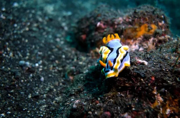 Чрезвычайно редкое морское существо из Средиземного моря обнаружено в водах юга Англии