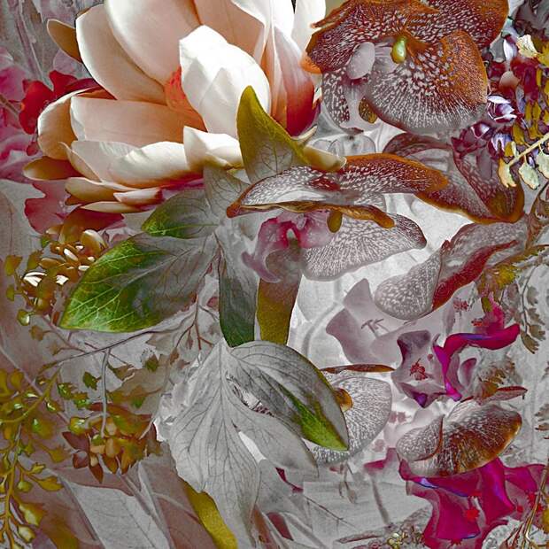 Цветение райских садов на фотографиях Кэролин Луиз Ньхауз