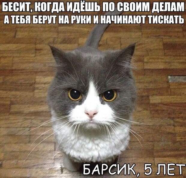 Смешные картинки с надписями прикол, юмор