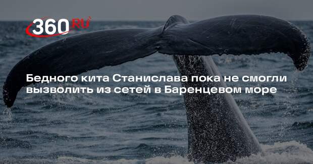 Росприроднадзор: запутавшегося кита в Баренцевом море кита пока не освободили