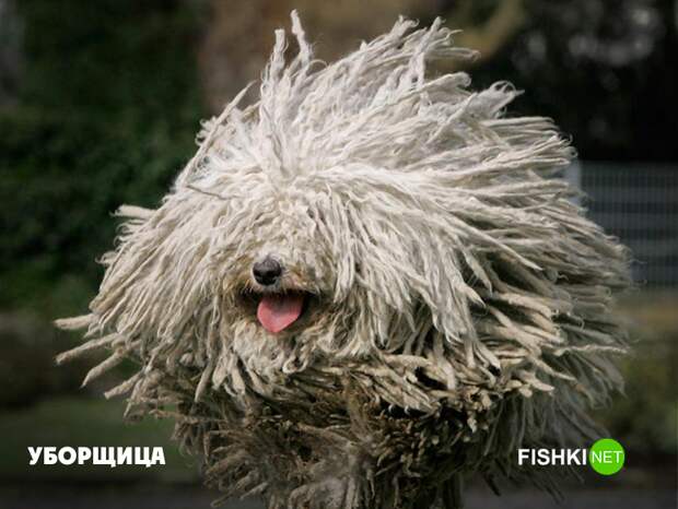 Не поскользнись Не поскользнись животные, юмор