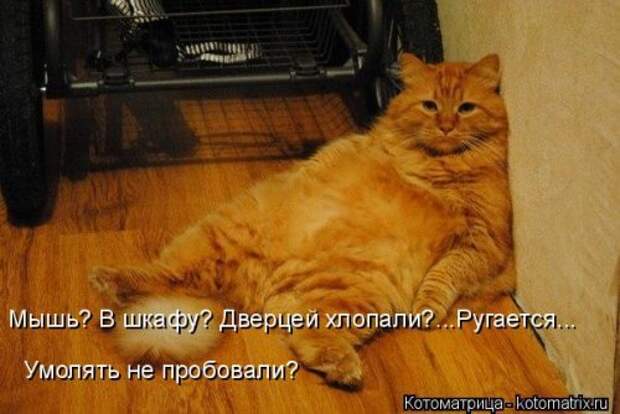 Новая котоматрица для всех (33 фото)