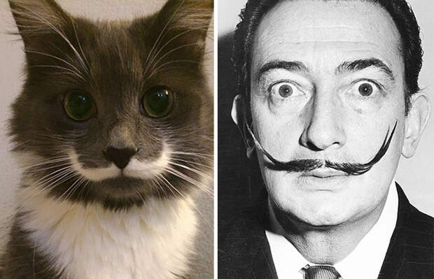 Кот-хипстер Гамильтон, который похож на Сальвадора Дали