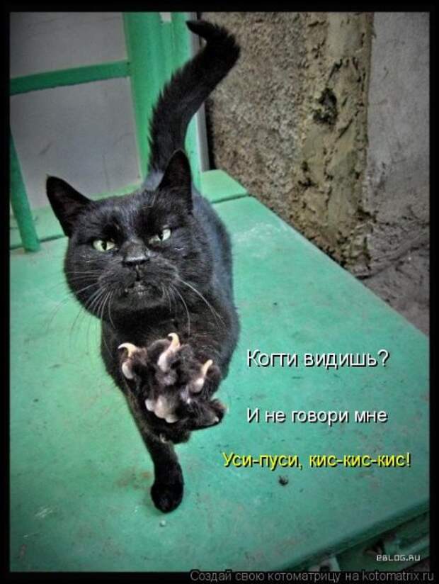 Котоматрица