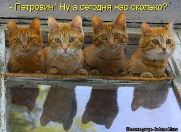 Отличная коллекция котоматриц (25 шт)