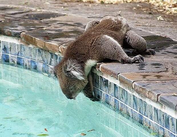 http://2.bp.blogspot.com/-ZfV4JLQBBLk/U6QL9Wm5g7I/AAAAAAABs2c/u83r7yxaldQ/s1600/koala-drinking.jpg