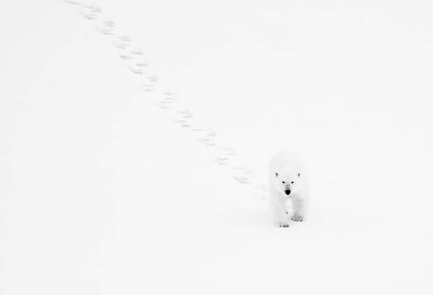 Белый медведь на Шпицбергене
