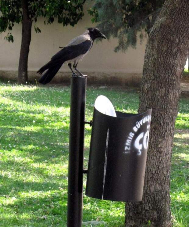 Я увидел, как эта ворона ела в парке, и обалдел от того, что она сдела ворона, животные