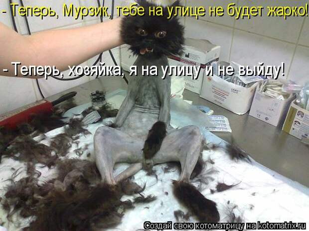 Котоматрицы великолепные, каждая с кусочком позитива и хорошего настроения!!!