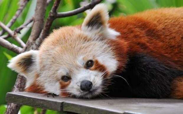 Интересные факты о красной панде, красная панда, описание панды, фото панда