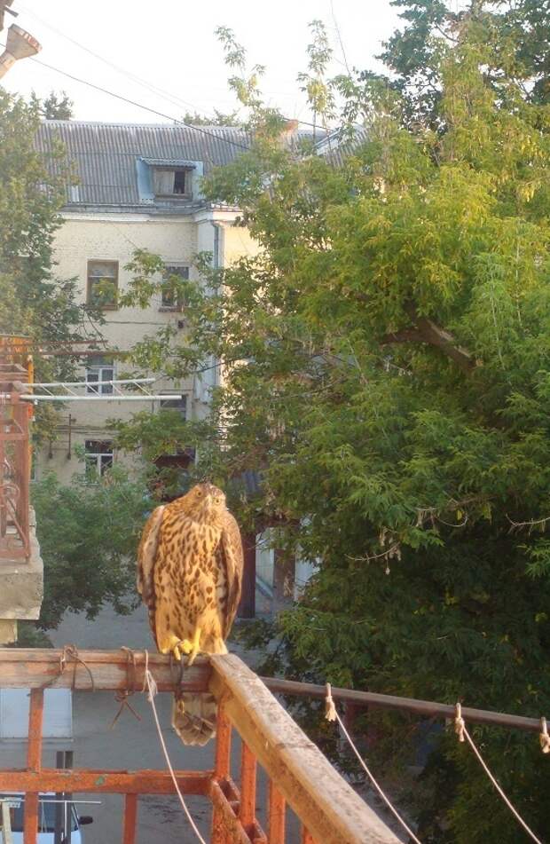 Вышел летом на балкон, а там животные, хищные птицы