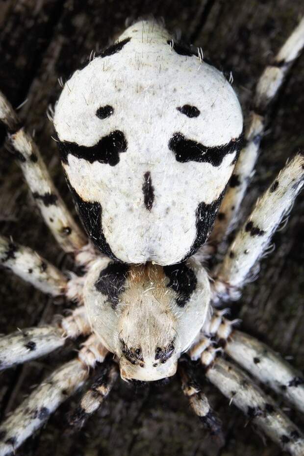 insects41 insects41 Портреты насекомых