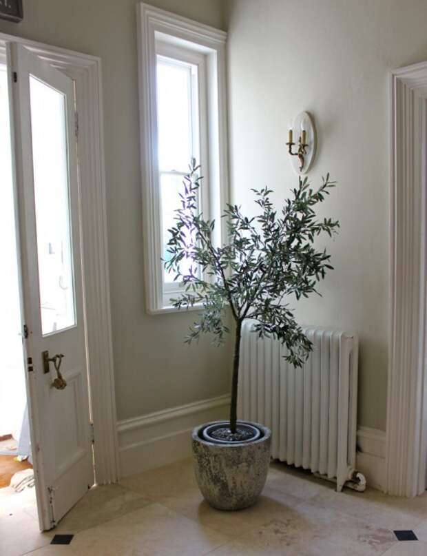 Оливковое дерево в комнатных условиях