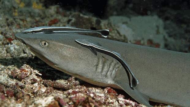 remora3