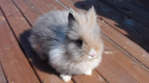 Блог - Декоративные кролики карликовые
