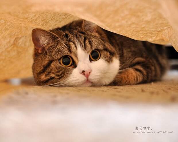 Смотреть онлайн кота мару