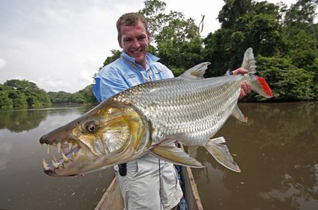 Большая тигровая рыба в реке Конго: даже крокодилы избегают встреч с ней 