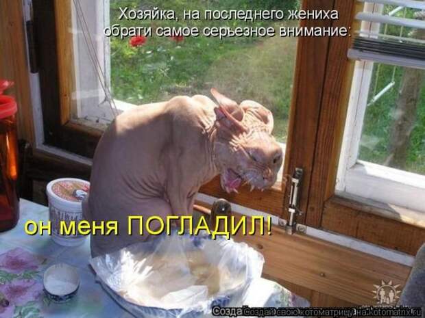 22 котоматрицы