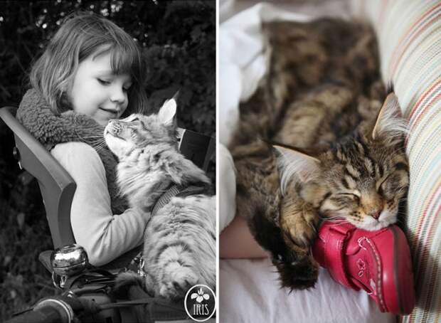 5-летняя девочка аутист и ее терапевтическая кошка Тула айрис грейс  (19)