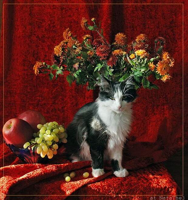 Котонатюрморты II Коты с цветами