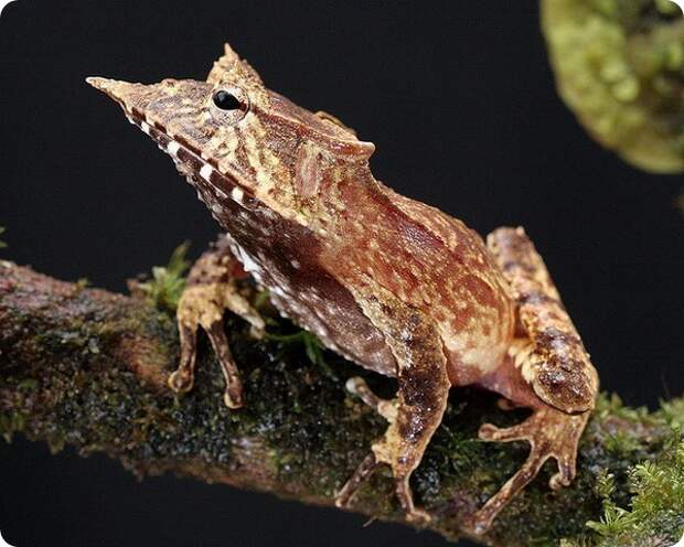 Клыкастая квакша (лат. Hemiphractus fasciatus)