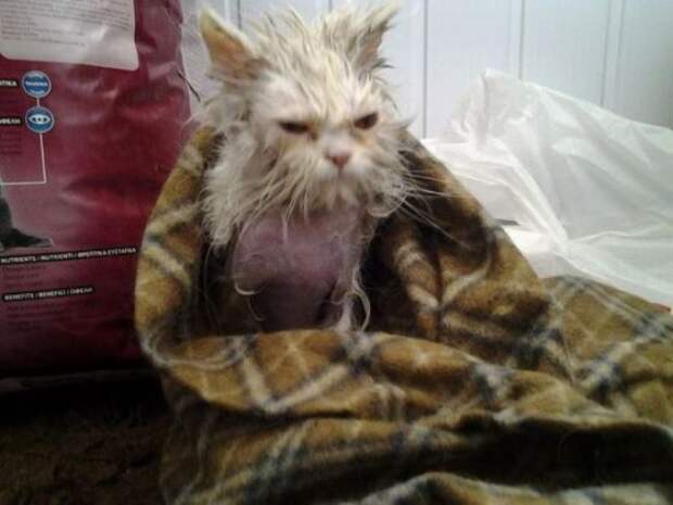 Вторая жизнь  кота, найденного под окнами дома