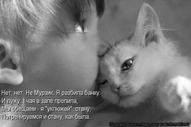 Лучшие котоматрицы недели (50 фото)