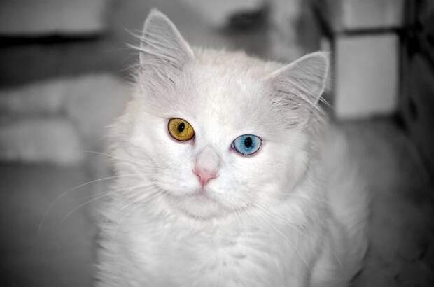 80 животных с красивейшими разноцветными глазами глаза, животные, цвет