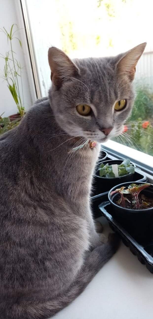 кошка нашла дом серая кошка