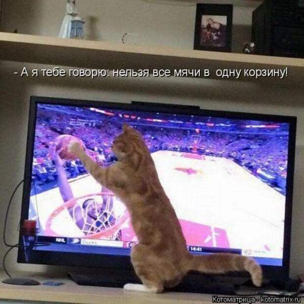 Котоматрица на Бугаге (34 фото)
