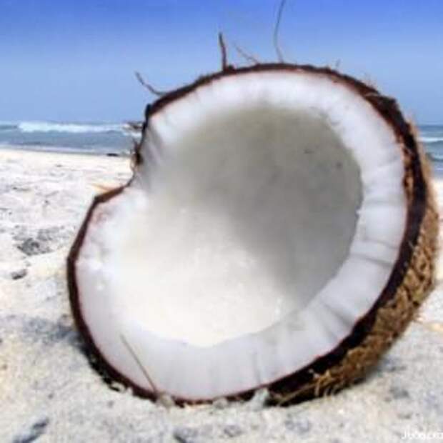 opencoconutonbeach_cbd2f57c-02fb-4778-b4d2-be1e69114d07