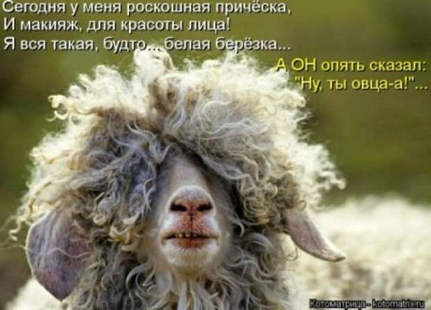 Животные мысли вслух Животные мысли вслух