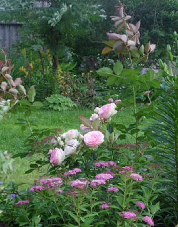 Сад своей мечты Красивые многолетники для сада