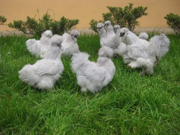 Про удивительных китайских шелковых куриц (3)