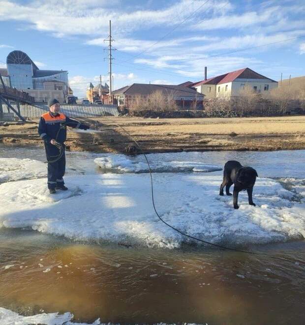 В Забайкалье мальчика унесло на льдине, когда он пытался спасти из воды собаку