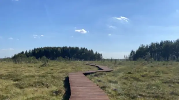 В петербургском природном заказнике появилась экотропа