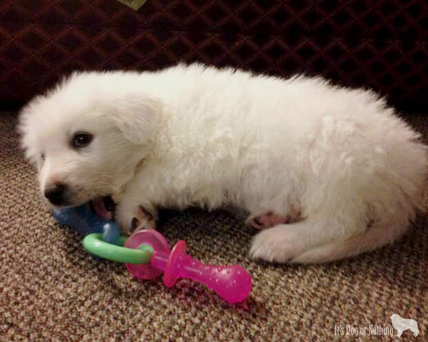 Great Pyrenees Puppy