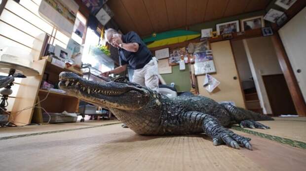 В японской семье уже 40 лет живет крокодил