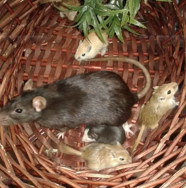 Почему крыса лижет