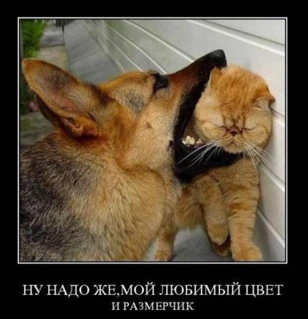 демотиваторы новые смешные.